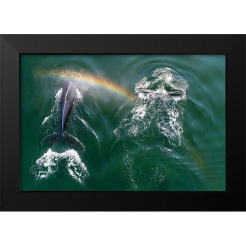 Alaska-Aerial view of rainbow above Humpback Whales spouts while breathing at surface Black Modern Wood Framed Art Print by Souders, Paul