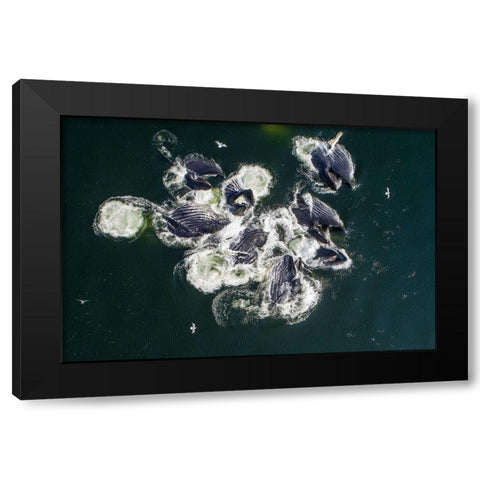 Alaska-Aerial view of Humpback Whales lunging at surface of Frederick Sound while bubble net feeding Black Modern Wood Framed Art Print with Double Matting by Souders, Paul
