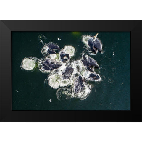 Alaska-Aerial view of Humpback Whales lunging at surface of Frederick Sound while bubble net feeding Black Modern Wood Framed Art Print by Souders, Paul
