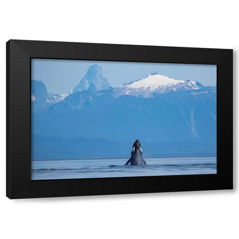 Alaska-Humpback Whale lunges while head slapping in Frederick Sound near Kupreanof Island Black Modern Wood Framed Art Print with Double Matting by Souders, Paul