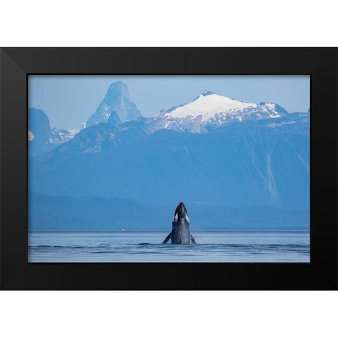 Alaska-Humpback Whale lunges while head slapping in Frederick Sound near Kupreanof Island Black Modern Wood Framed Art Print by Souders, Paul