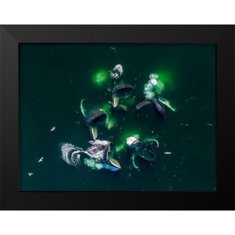 Alaska-Aerial view of Humpback Whales lunging at surface of Frederick Sound while bubble net feeding Black Modern Wood Framed Art Print by Souders, Paul
