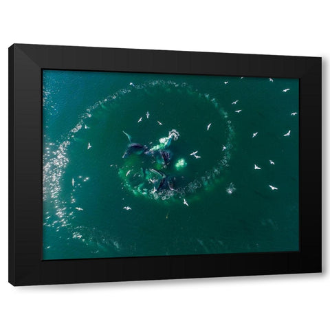 Alaska-Aerial view of Humpback Whales lunging at surface of Frederick Sound while bubble net feeding Black Modern Wood Framed Art Print with Double Matting by Souders, Paul