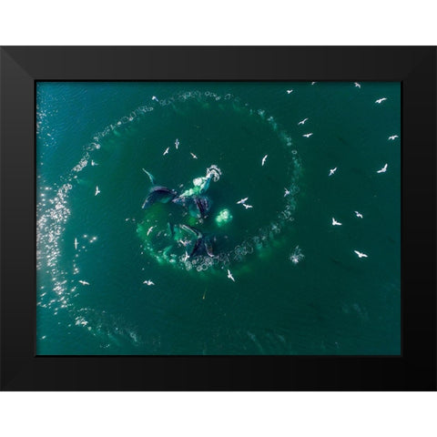 Alaska-Aerial view of Humpback Whales lunging at surface of Frederick Sound while bubble net feeding Black Modern Wood Framed Art Print by Souders, Paul