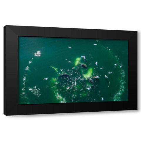 Alaska-Aerial view of Humpback Whales lunging at surface of Frederick Sound while bubble net feeding Black Modern Wood Framed Art Print with Double Matting by Souders, Paul