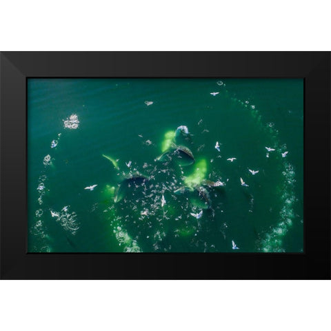 Alaska-Aerial view of Humpback Whales lunging at surface of Frederick Sound while bubble net feeding Black Modern Wood Framed Art Print by Souders, Paul