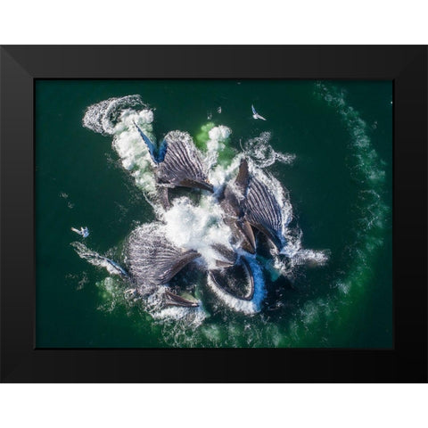 Alaska-Aerial view of Humpback Whales lunging at surface of Frederick Sound while bubble net feeding Black Modern Wood Framed Art Print by Souders, Paul