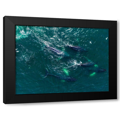 Alaska Humpback Whales swimming together at surface of Frederick Sound while bubble net feeding Black Modern Wood Framed Art Print with Double Matting by Souders, Paul