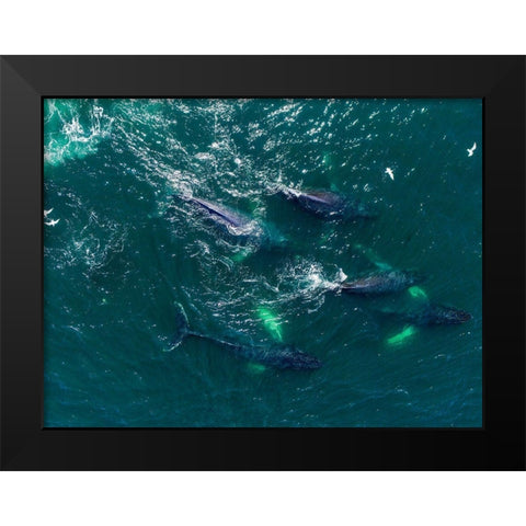 Alaska Humpback Whales swimming together at surface of Frederick Sound while bubble net feeding Black Modern Wood Framed Art Print by Souders, Paul