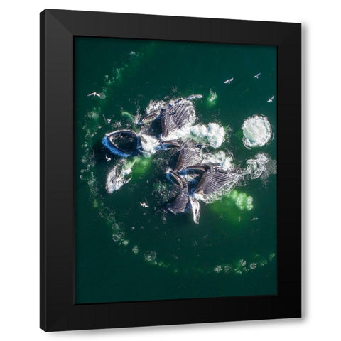 Alaska Humpback Whales lunging at surface of Frederick Sound while bubble net feeding  Black Modern Wood Framed Art Print with Double Matting by Souders, Paul