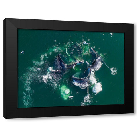 Alaska Humpback Whales lunging at surface of Frederick Sound while bubble net feeding Black Modern Wood Framed Art Print by Souders, Paul