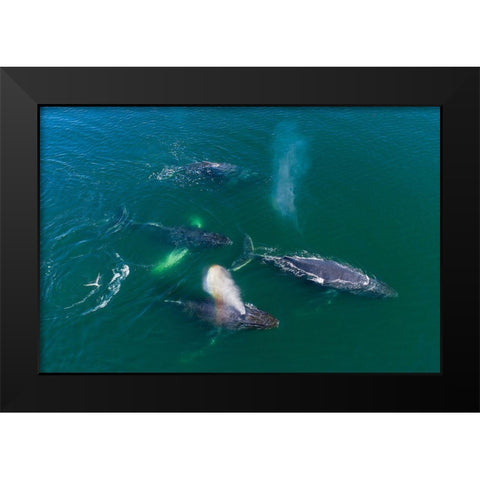 Alaska Humpback Whales swimming together at surface of Frederick Sound while bubble net feeding Black Modern Wood Framed Art Print by Souders, Paul