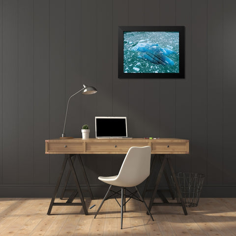 Alaska shattered icebergs floating near calving face of LeConte Glacier east of Petersburg Black Modern Wood Framed Art Print by Souders, Paul