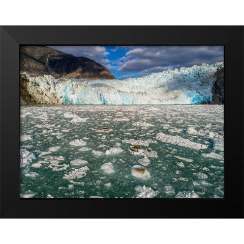 Alaska-Tracy Arm Harbor Seals hauled out on icebergs calved from Dawes Glacier in Endicott Arm Black Modern Wood Framed Art Print by Souders, Paul