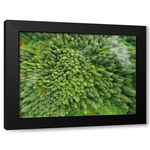 Alaska-Juneau-Taku Harbor State Marine Park- coastal rainforest on steep mountainside Black Modern Wood Framed Art Print by Souders, Paul