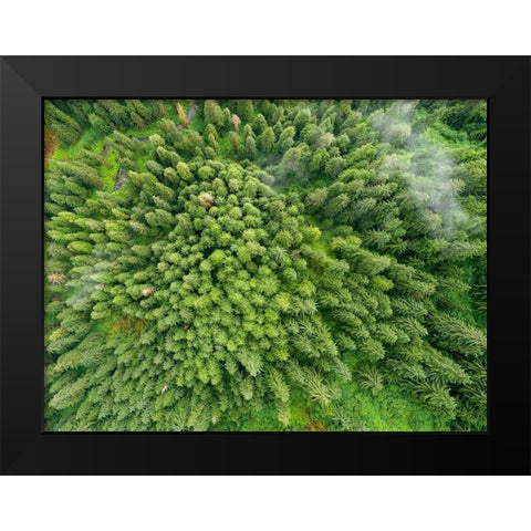 Alaska-Juneau-Taku Harbor State Marine Park- coastal rainforest on steep mountainside Black Modern Wood Framed Art Print by Souders, Paul