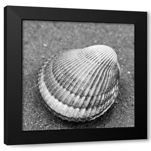 Alaska-Ketchikan-cockle shell on beach Black Modern Wood Framed Art Print with Double Matting by PLank, Savanah