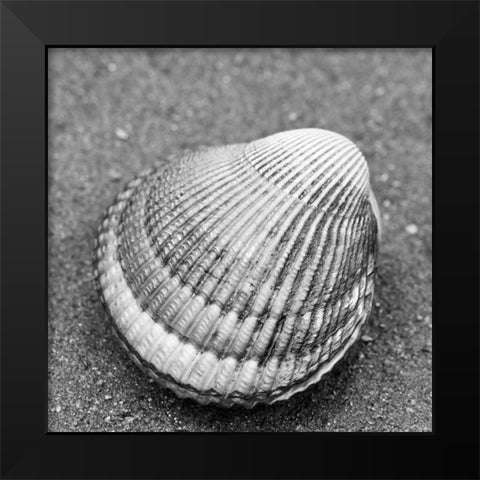 Alaska-Ketchikan-cockle shell on beach Black Modern Wood Framed Art Print by PLank, Savanah