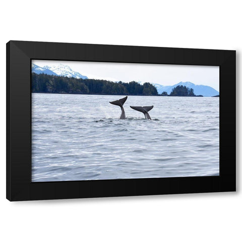Alaska-Sitka-Sitka Sound killer whales playing in water Black Modern Wood Framed Art Print with Double Matting by PLank, Savanah
