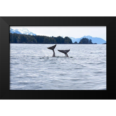Alaska-Sitka-Sitka Sound killer whales playing in water Black Modern Wood Framed Art Print by PLank, Savanah