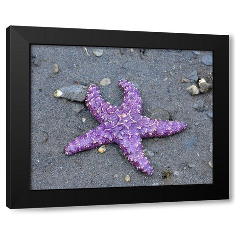 Alaska-Ketchikan-Sea star (Pisaster orchraceus) Black Modern Wood Framed Art Print by PLank, Savanah