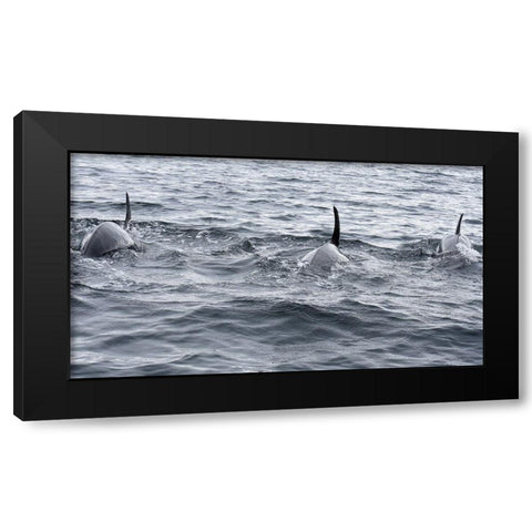 Alaska-Sitka-Sitka Sound killer whales playing in water Black Modern Wood Framed Art Print with Double Matting by PLank, Savanah