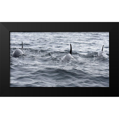 Alaska-Sitka-Sitka Sound killer whales playing in water Black Modern Wood Framed Art Print by PLank, Savanah