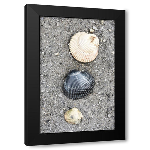 Alaska-Ketchikan-cockle shells on beach Black Modern Wood Framed Art Print with Double Matting by PLank, Savanah