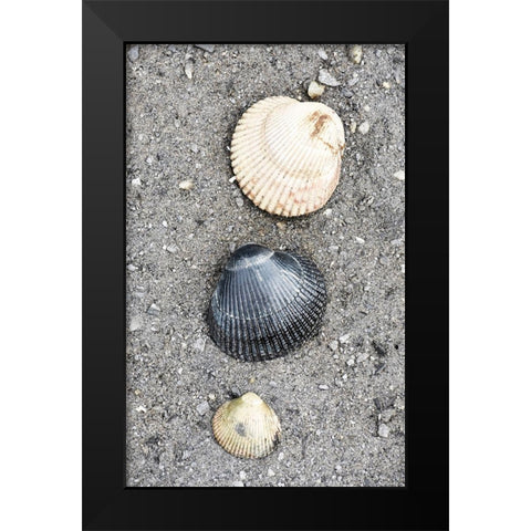 Alaska-Ketchikan-cockle shells on beach Black Modern Wood Framed Art Print by PLank, Savanah