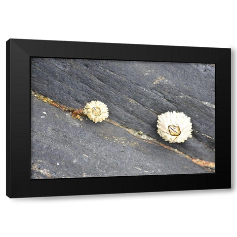 Alaska-Ketchikan-barnacle close-up Black Modern Wood Framed Art Print by PLank, Savanah