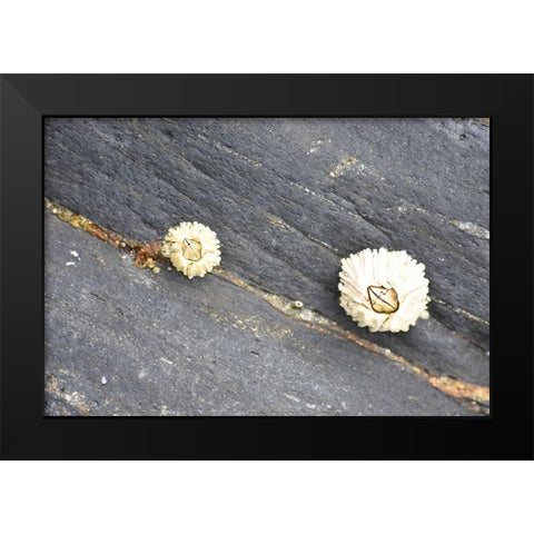 Alaska-Ketchikan-barnacle close-up Black Modern Wood Framed Art Print by PLank, Savanah