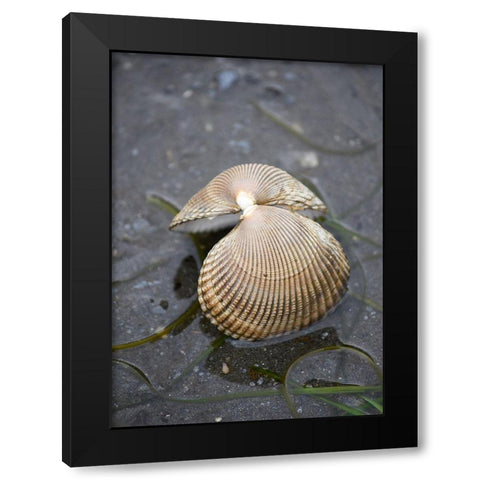 Alaska-Ketchikan-cockle shell on beach Black Modern Wood Framed Art Print with Double Matting by PLank, Savanah