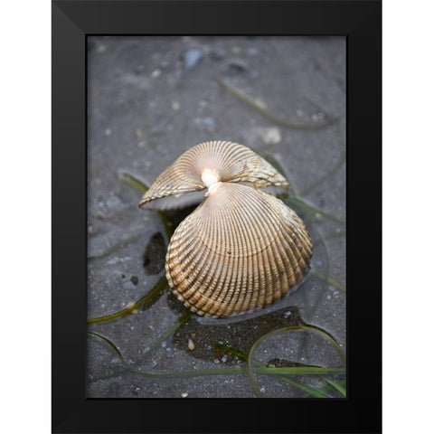 Alaska-Ketchikan-cockle shell on beach Black Modern Wood Framed Art Print by PLank, Savanah
