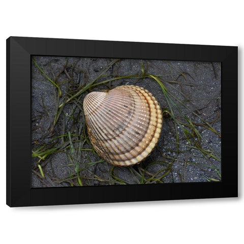 Alaska-Ketchikan-cockle shell on beach Black Modern Wood Framed Art Print by PLank, Savanah