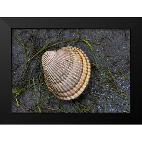 Alaska-Ketchikan-cockle shell on beach Black Modern Wood Framed Art Print by PLank, Savanah