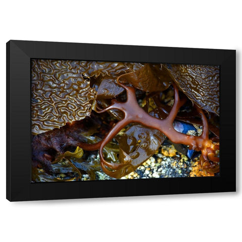 Alaska-Sitka-seaweed detail on beach Black Modern Wood Framed Art Print by PLank, Savanah