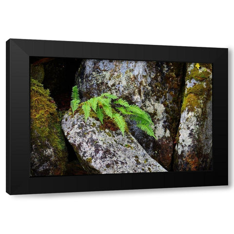 Alaska-Sitka-ferns growing on boulders Black Modern Wood Framed Art Print by PLank, Savanah