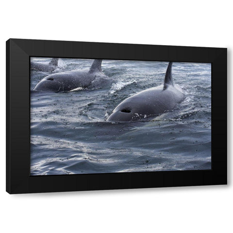 Alaska-Sitka-Sitka Sound killer whales playing in water Black Modern Wood Framed Art Print with Double Matting by PLank, Savanah
