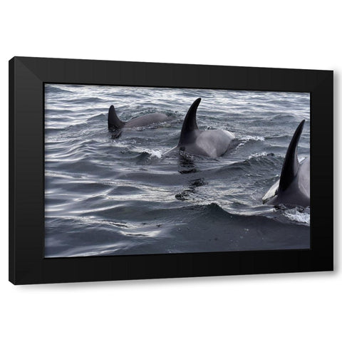 Alaska-Sitka-Sitka Sound killer whales playing in water Black Modern Wood Framed Art Print by PLank, Savanah