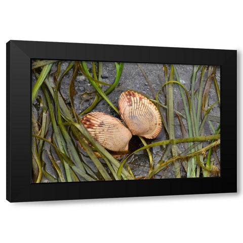 Alaska-Ketchikan-cockle shell on beach Black Modern Wood Framed Art Print by PLank, Savanah