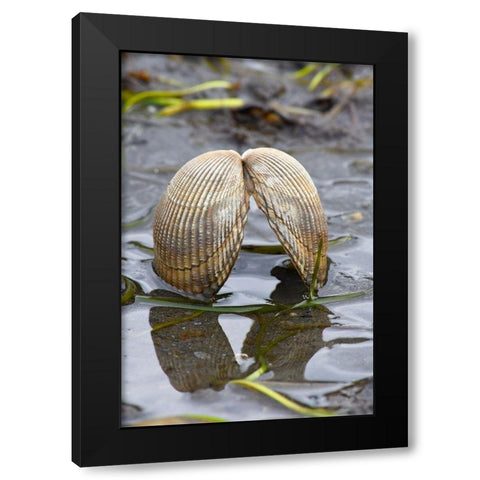 Alaska-Ketchikan-cockle shell on beach Black Modern Wood Framed Art Print by PLank, Savanah