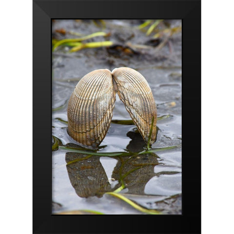 Alaska-Ketchikan-cockle shell on beach Black Modern Wood Framed Art Print by PLank, Savanah