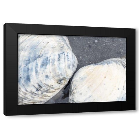 Alaska-Ketchikan-clam shells on beach Black Modern Wood Framed Art Print by PLank, Savanah