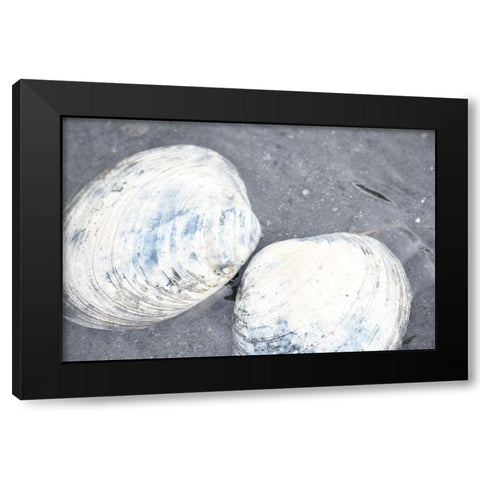Alaska-Ketchikan-clam shells on beach Black Modern Wood Framed Art Print with Double Matting by PLank, Savanah