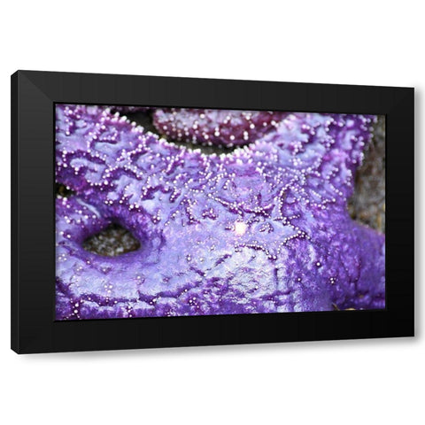 Alaska-Ketchikan-Sea star (Pisaster orchraceus) Black Modern Wood Framed Art Print with Double Matting by PLank, Savanah