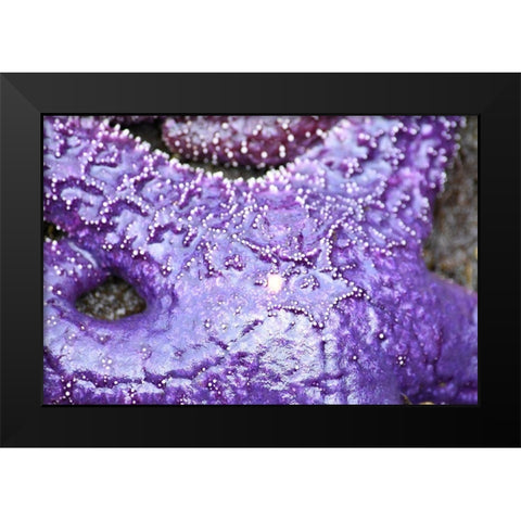Alaska-Ketchikan-Sea star (Pisaster orchraceus) Black Modern Wood Framed Art Print by PLank, Savanah