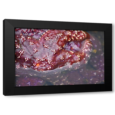 Alaska-Ketchikan-Sea star (Pisaster orchraceus) Black Modern Wood Framed Art Print with Double Matting by PLank, Savanah