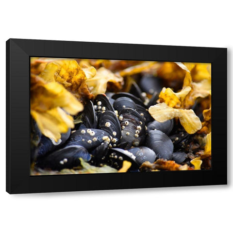 Alaska-Ketchikan-mussels on beach with barnacles Black Modern Wood Framed Art Print with Double Matting by PLank, Savanah