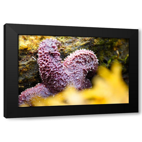 Alaska-Ketchikan-Sea star (Pisaster orchraceus) Black Modern Wood Framed Art Print with Double Matting by PLank, Savanah