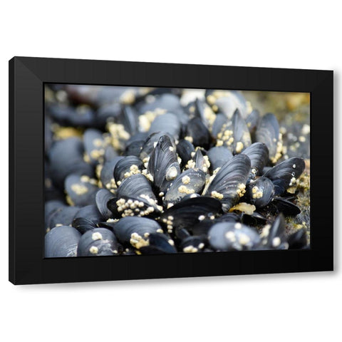 Alaska-Ketchikan-mussels on beach with barnacles Black Modern Wood Framed Art Print with Double Matting by PLank, Savanah